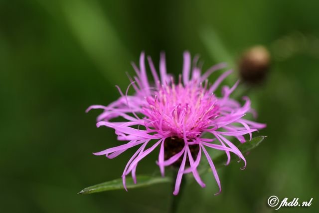 IMG_4110.jpg