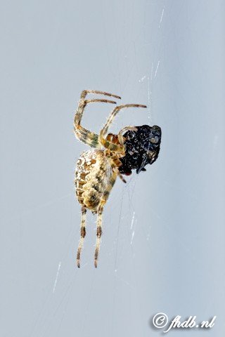 DG8A7346b.jpg