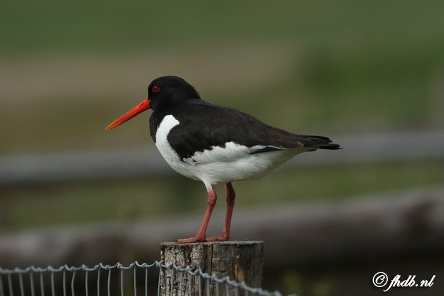 DG8A0199.jpg